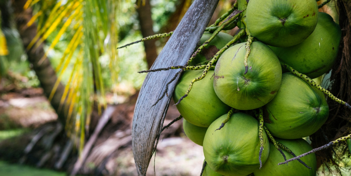 Full width image of young Thai coconuts