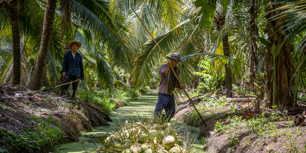 Full width image of our Thai coconut farmers.